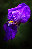 Close up of purple Iris.